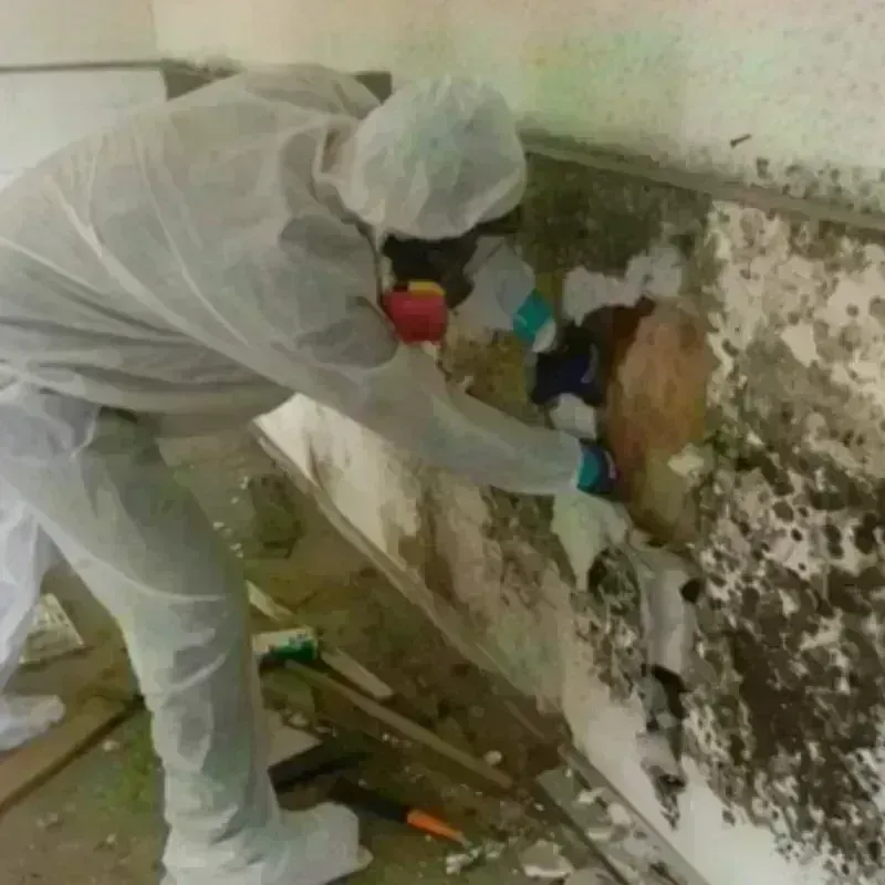 Mold Remediation and Removal in Clever, MO